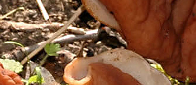 Quiz  facile... o difficile?